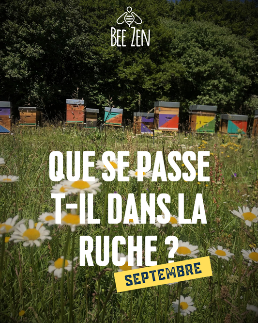 Que se passe-t-il dans la ruche en septembre ?