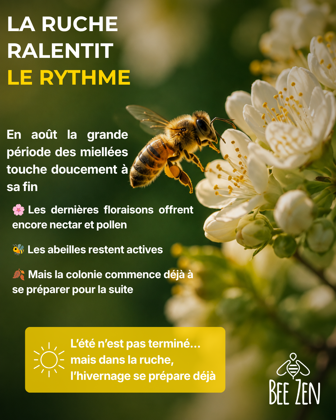 Que se passe-t-il dans la ruche en août ?