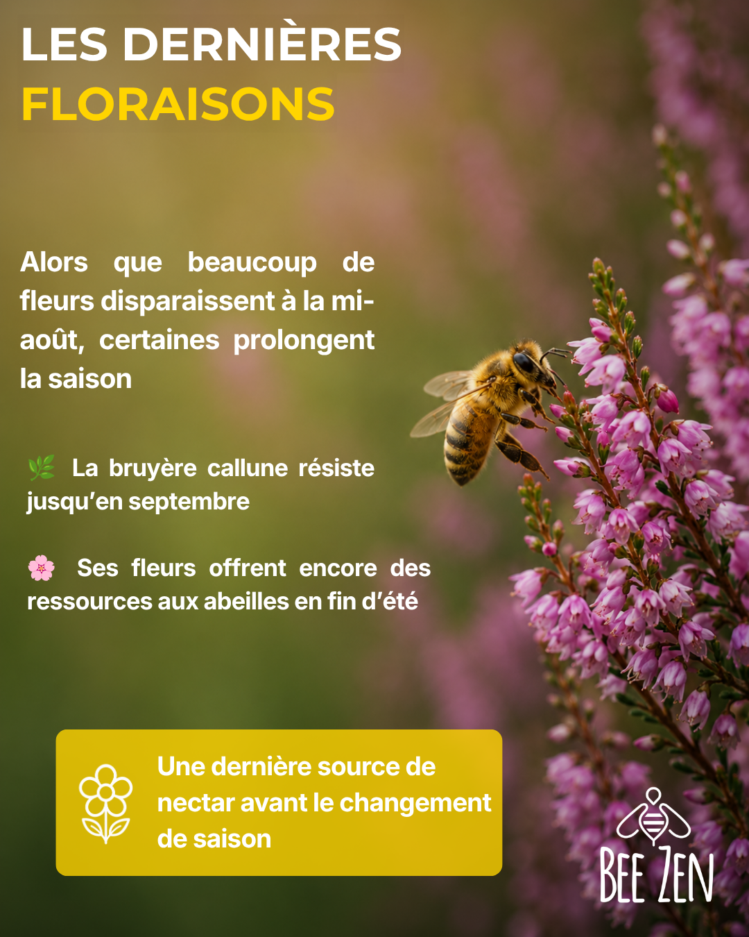 Que se passe-t-il dans la ruche en août ?